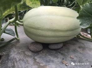 免费吃瓜链接黄,揭秘免费吃瓜链接背后的黄生之谜  第2张