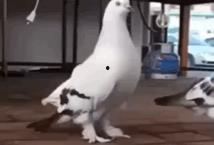 鸽子翻车阿姨爆料视频,揭秘背后惊人真相  第1张